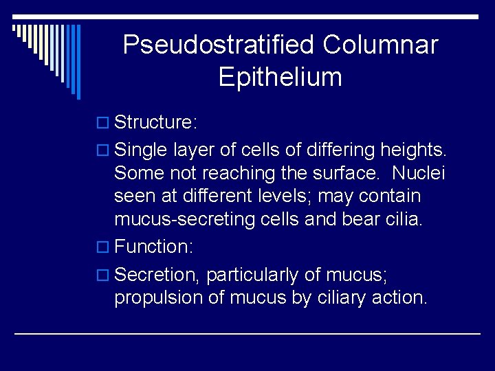 Pseudostratified Columnar Epithelium o Structure: o Single layer of cells of differing heights. Some