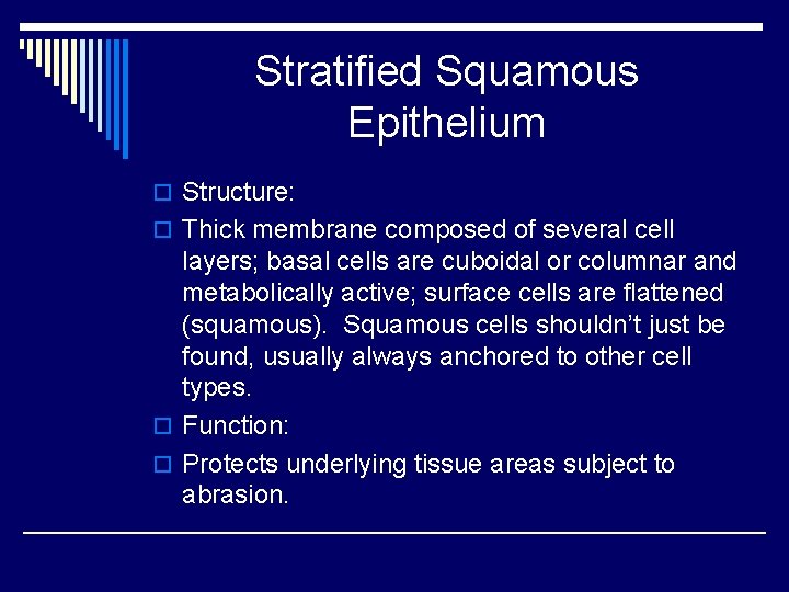 Stratified Squamous Epithelium o Structure: o Thick membrane composed of several cell layers; basal