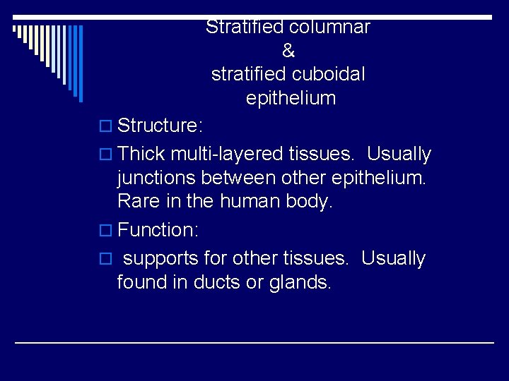 Stratified columnar & stratified cuboidal epithelium o Structure: o Thick multi-layered tissues. Usually junctions