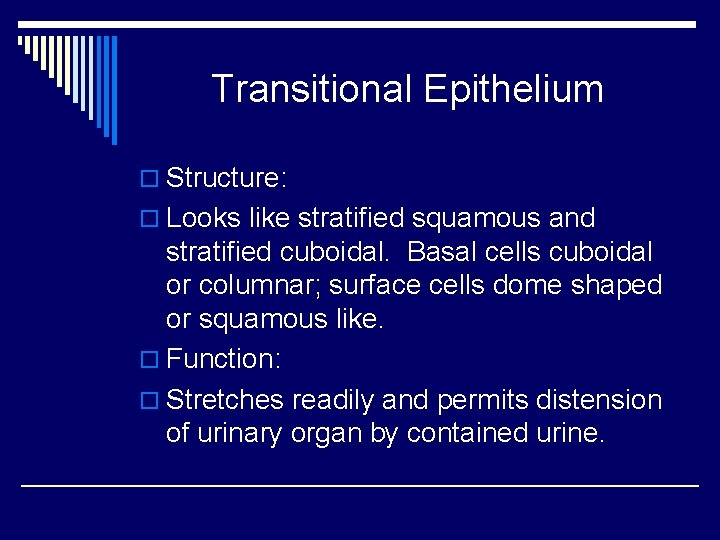 Transitional Epithelium o Structure: o Looks like stratified squamous and stratified cuboidal. Basal cells