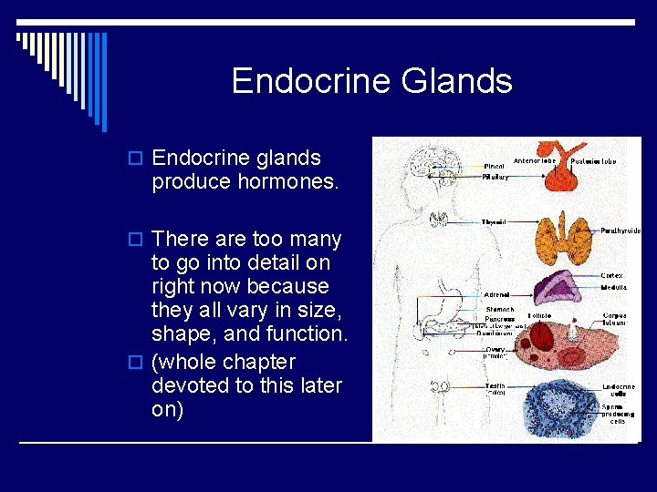Endocrine Glands o Endocrine glands produce hormones. o There are too many to go
