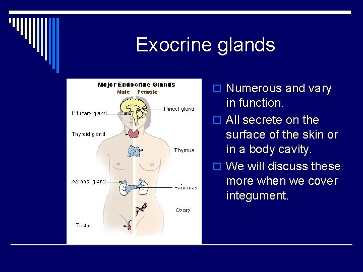 Exocrine glands o Numerous and vary in function. o All secrete on the surface