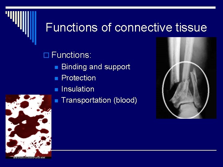 Functions of connective tissue o Functions: n n Binding and support Protection Insulation Transportation