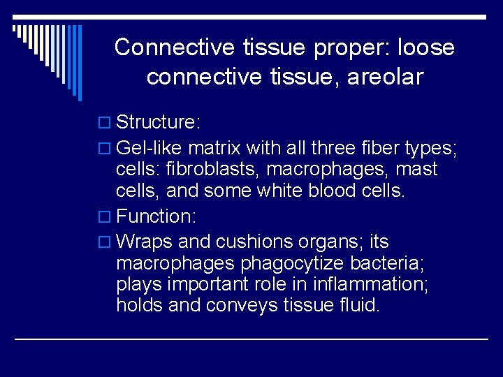 Connective tissue proper: loose connective tissue, areolar o Structure: o Gel-like matrix with all