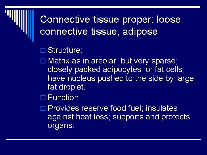 Connective tissue proper: loose connective tissue, adipose o Structure: o Matrix as in areolar,