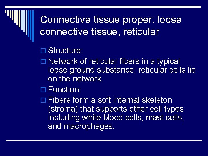 Connective tissue proper: loose connective tissue, reticular o Structure: o Network of reticular fibers