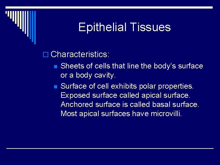 Epithelial Tissues o Characteristics: n n Sheets of cells that line the body’s surface