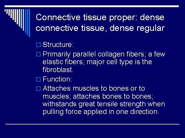 Connective tissue proper: dense connective tissue, dense regular o Structure: o Primarily parallel collagen