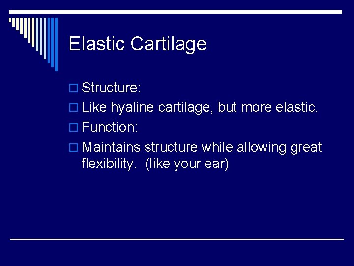 Elastic Cartilage o Structure: o Like hyaline cartilage, but more elastic. o Function: o