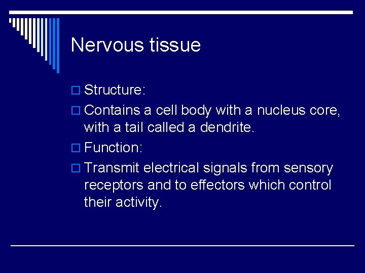 Nervous tissue o Structure: o Contains a cell body with a nucleus core, with