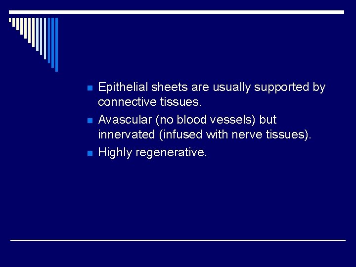 n n n Epithelial sheets are usually supported by connective tissues. Avascular (no blood