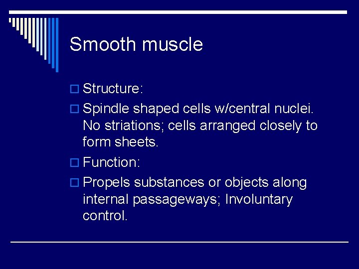 Smooth muscle o Structure: o Spindle shaped cells w/central nuclei. No striations; cells arranged