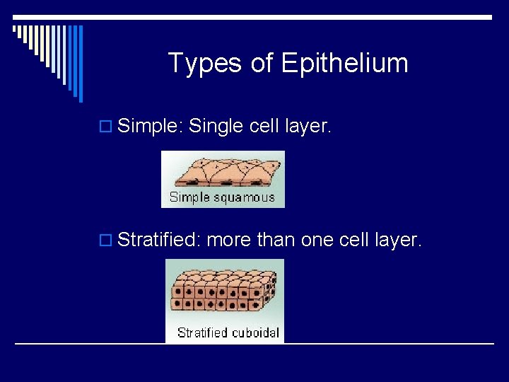 Types of Epithelium o Simple: Single cell layer. o Stratified: more than one cell