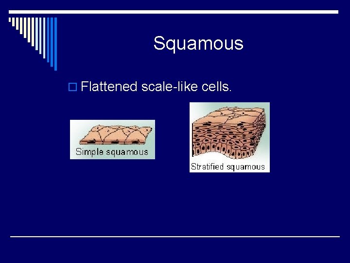 Squamous o Flattened scale-like cells. 