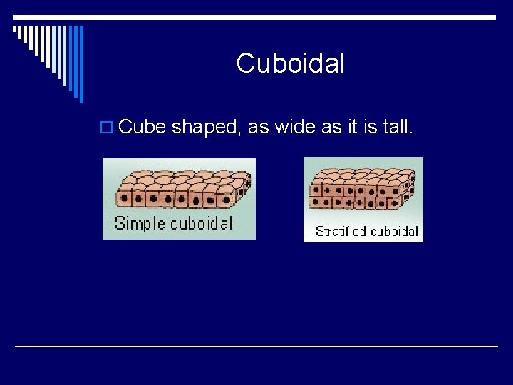 Cuboidal o Cube shaped, as wide as it is tall. 