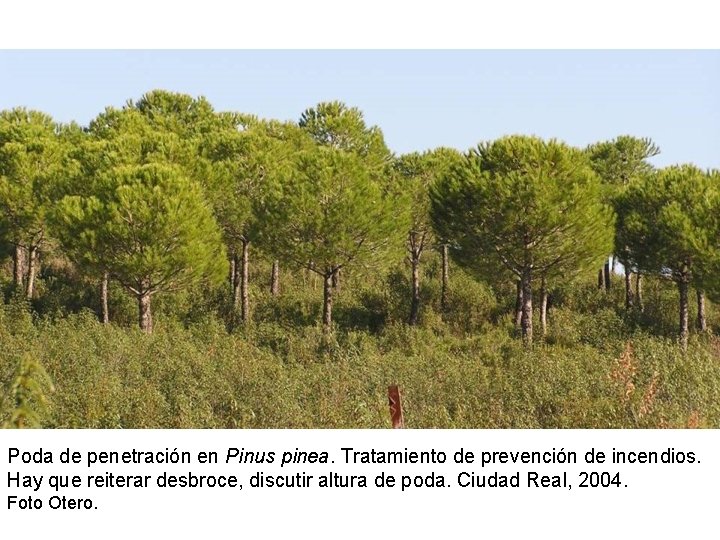 Poda de penetración en Pinus pinea. Tratamiento de prevención de incendios. Hay que reiterar