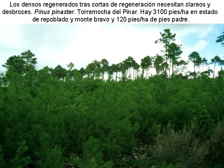 Los densos regenerados tras cortas de regeneración necesitan clareos y desbroces. Pinus pinaster. Torremocha