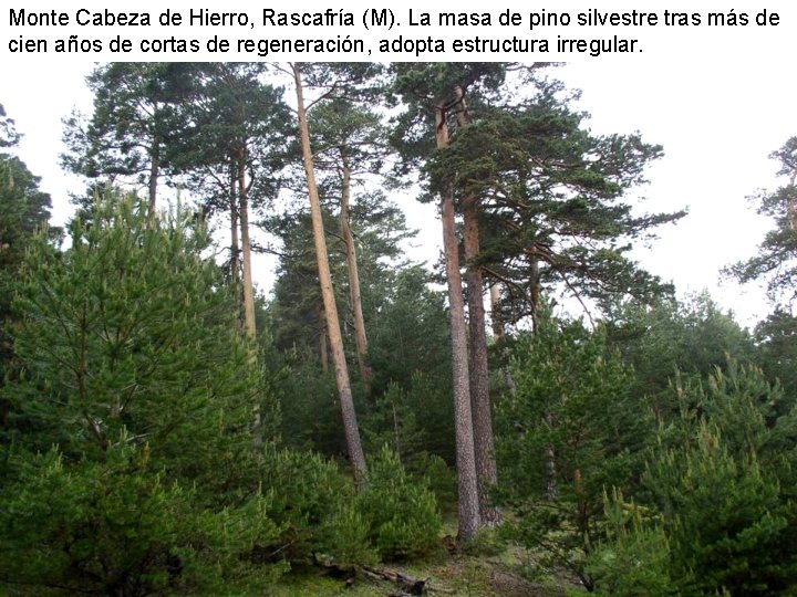 Monte Cabeza de Hierro, Rascafría (M). La masa de pino silvestre tras más de