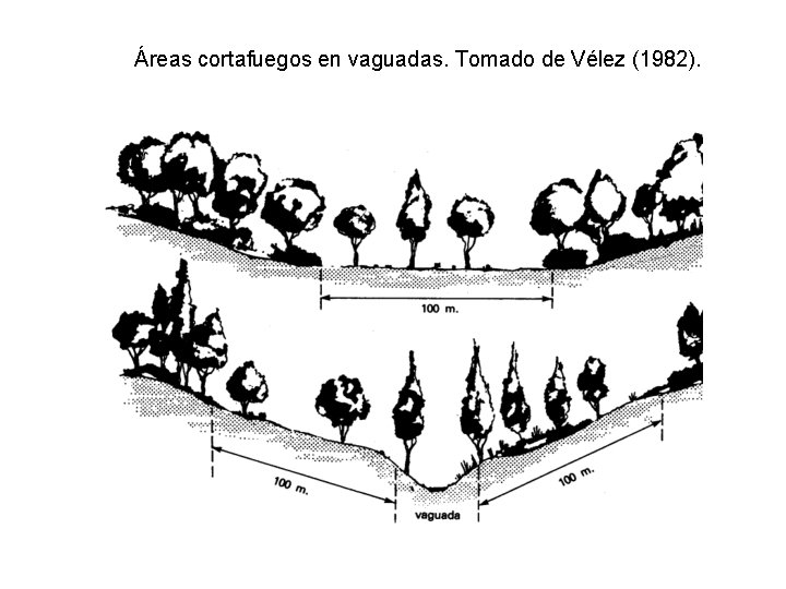 Áreas cortafuegos en vaguadas. Tomado de Vélez (1982). 