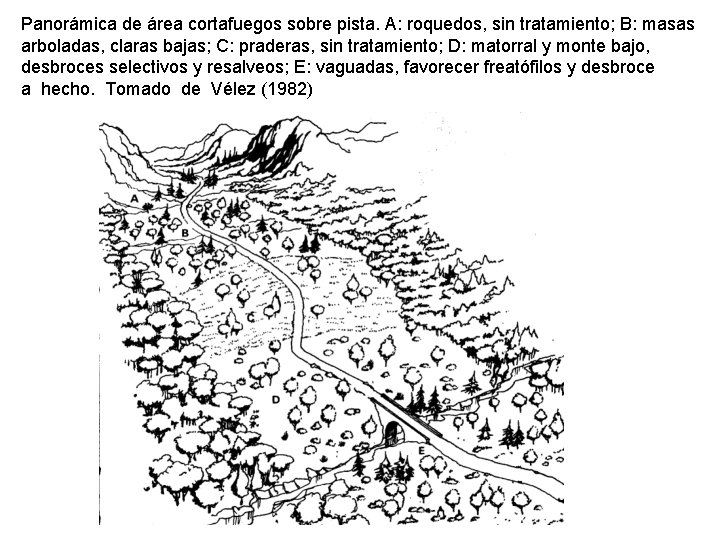 Panorámica de área cortafuegos sobre pista. A: roquedos, sin tratamiento; B: masas arboladas, claras