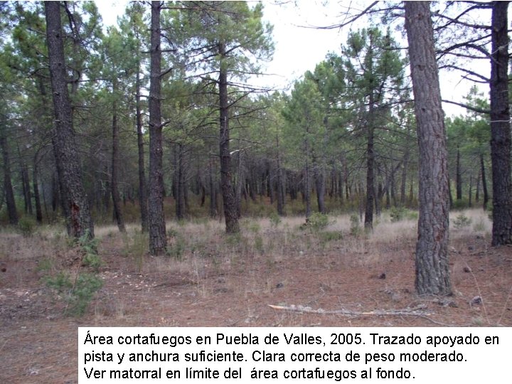 Área cortafuegos en Puebla de Valles, 2005. Trazado apoyado en pista y anchura suficiente.