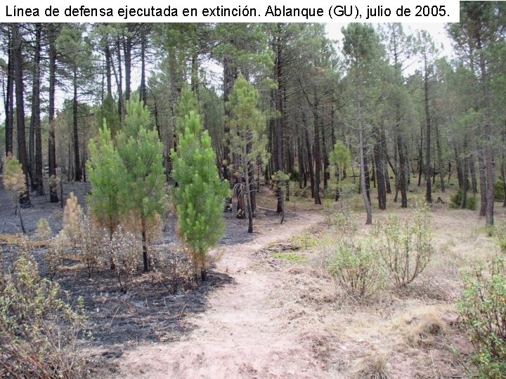 Línea de defensa ejecutada en extinción. Ablanque (GU), julio de 2005. 