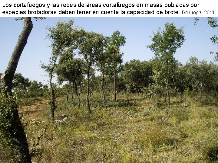 Los cortafuegos y las redes de áreas cortafuegos en masas pobladas por especies brotadoras