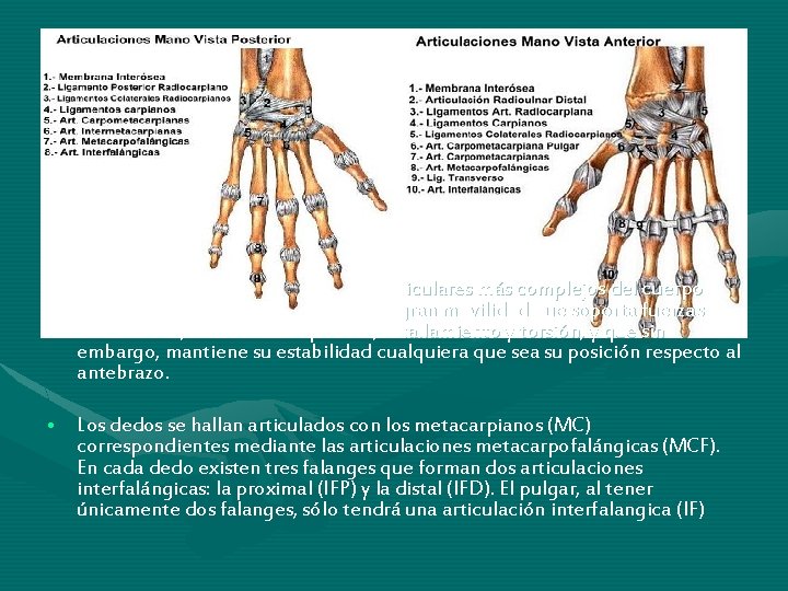 • La muñeca es uno de los conjuntos articulares más complejos del cuerpo • La muñeca es uno de los conjuntos articulares más complejos del cuerpo