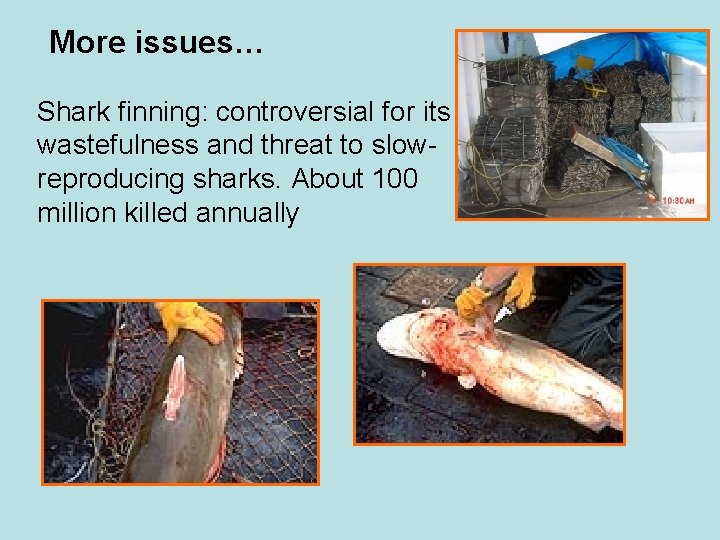 More issues… Shark finning: controversial for its wastefulness and threat to slowreproducing sharks. About