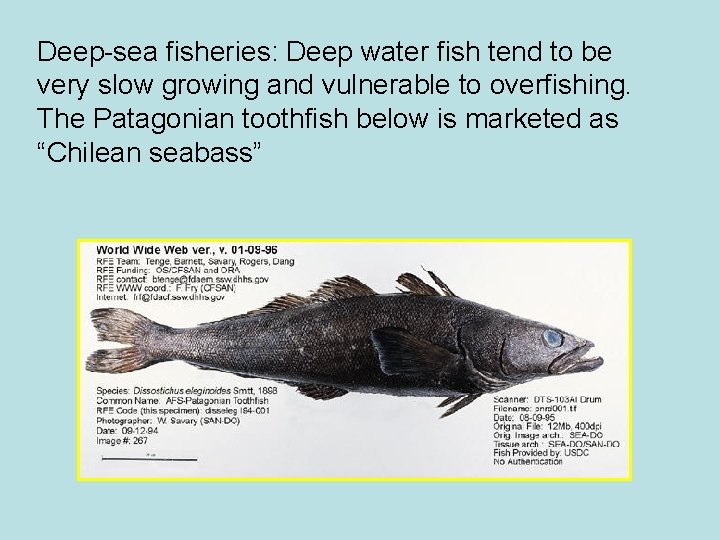 Deep-sea fisheries: Deep water fish tend to be very slow growing and vulnerable to