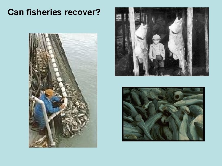 Can fisheries recover? Can fisheries recover?