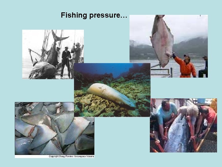 Fishing pressure… Fishing pressure…