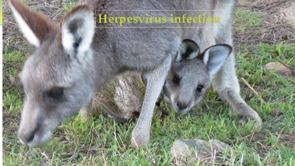 Herpesvirus infection 