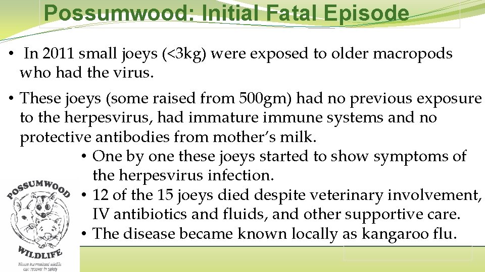 Possumwood: Initial Fatal Episode • In 2011 small joeys (<3 kg) were exposed to
