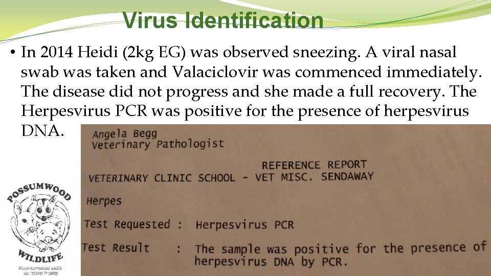 Virus Identification • In 2014 Heidi (2 kg EG) was observed sneezing. A viral