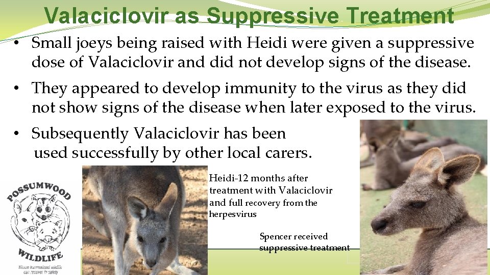 Valaciclovir as Suppressive Treatment • Small joeys being raised with Heidi were given a