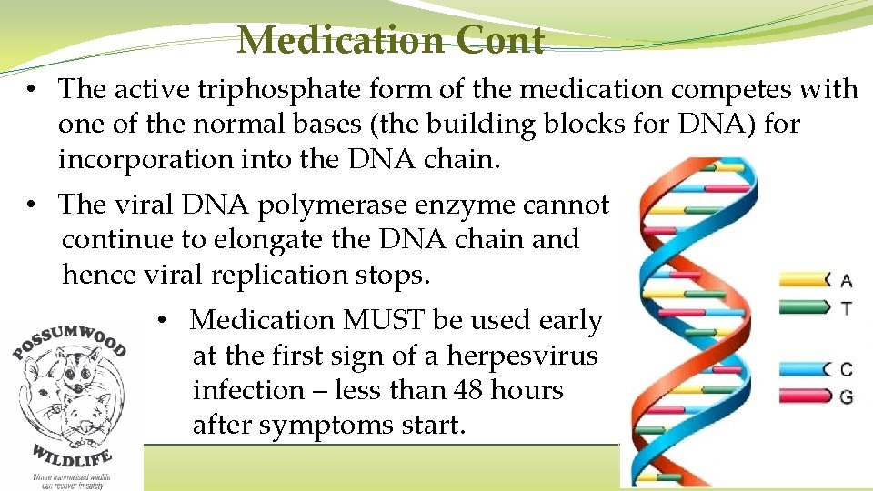 Medication Cont • The active triphosphate form of the medication competes with one of