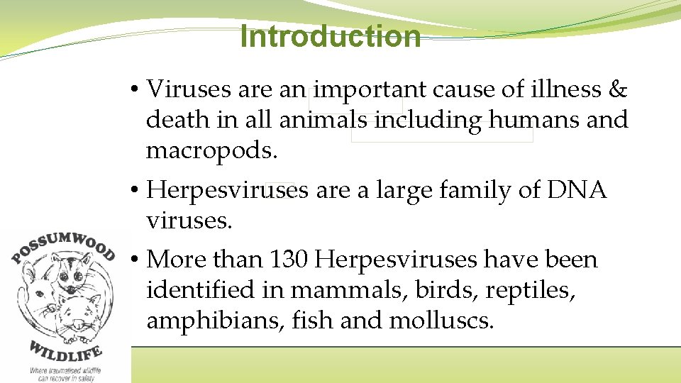 Introduction • Viruses are an important cause of illness & death in all animals