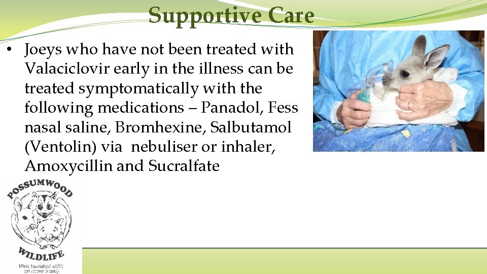 Supportive Care • Joeys who have not been treated with Valaciclovir early in the