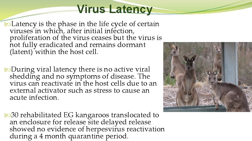 Virus Latency is the phase in the life cycle of certain viruses in which,
