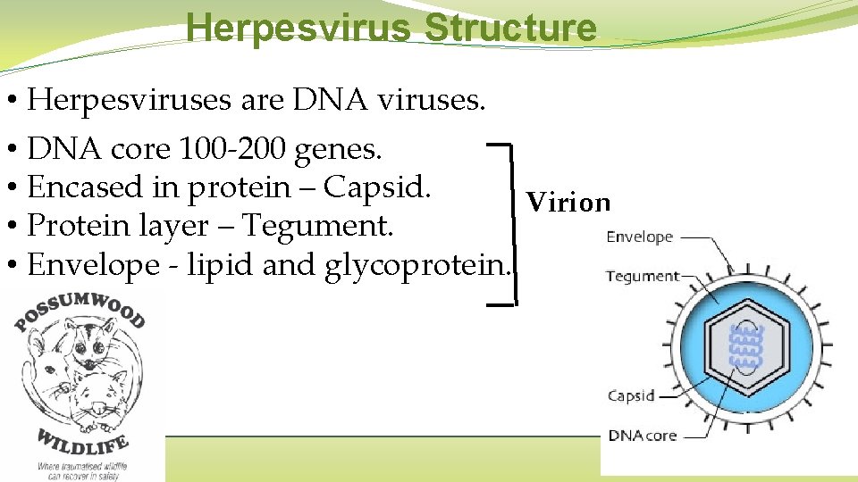 Herpesvirus Structure • Herpesviruses are DNA viruses. • DNA core 100 -200 genes. •