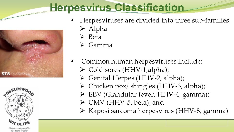 Herpesvirus Classification • Herpesviruses are divided into three sub-families. Ø Alpha Ø Beta Ø