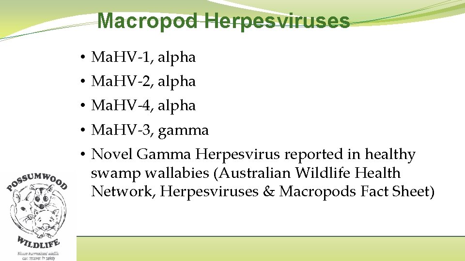 Macropod Herpesviruses • Ma. HV-1, alpha • Ma. HV-2, alpha • Ma. HV-4, alpha