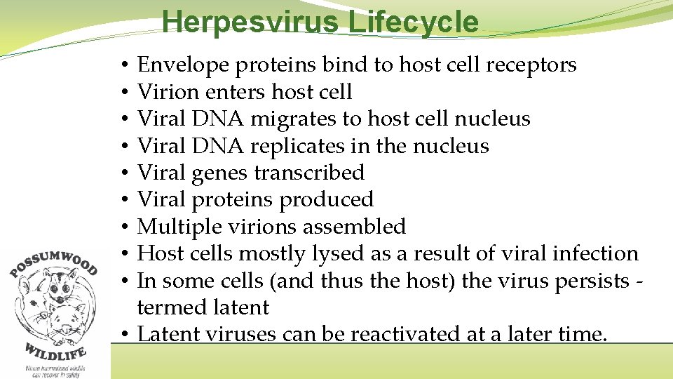 Herpesvirus Lifecycle Envelope proteins bind to host cell receptors Virion enters host cell Viral