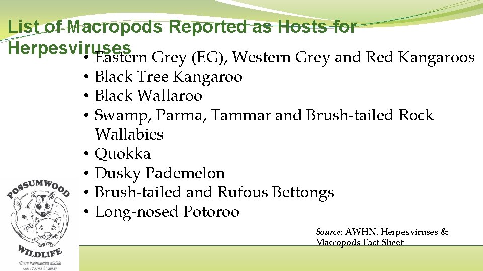 List of Macropods Reported as Hosts for Herpesviruses • Eastern Grey (EG), Western Grey