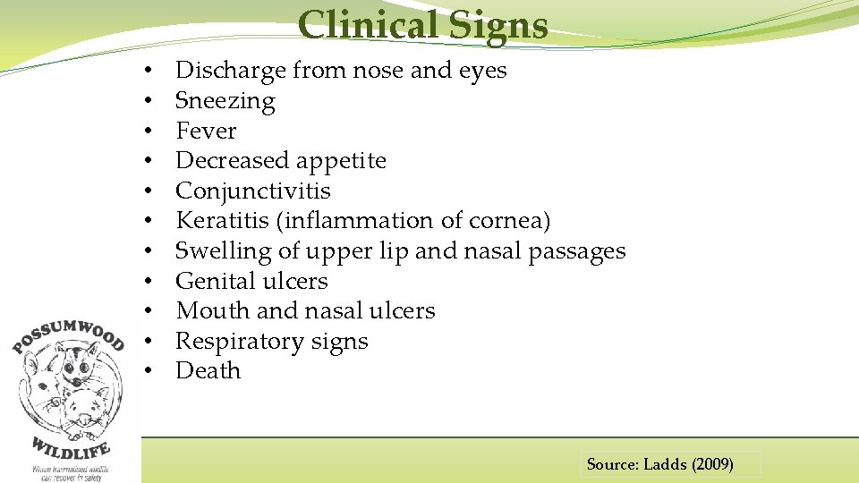 Clinical Signs • • • Discharge from nose and eyes Sneezing Fever Decreased appetite