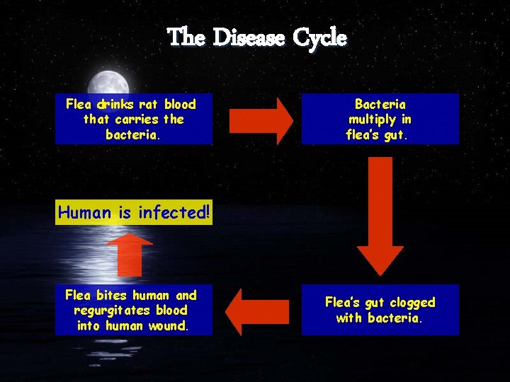 The Disease Cycle Flea drinks rat blood that carries the bacteria. Bacteria multiply in