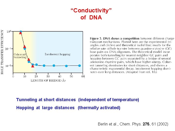 “Conductivity” of DNA Tunneling at short distances (independent of temperature) Hopping at large distances