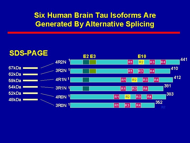 Six Human Brain Tau Isoforms Are Generated By Alternative Splicing SDS-PAGE 4 R 2