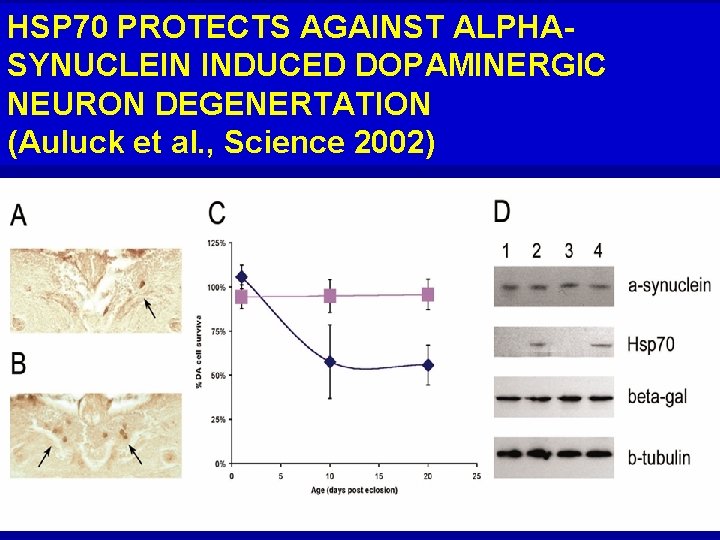 HSP 70 PROTECTS AGAINST ALPHASYNUCLEIN INDUCED DOPAMINERGIC NEURON DEGENERTATION (Auluck et al. , Science